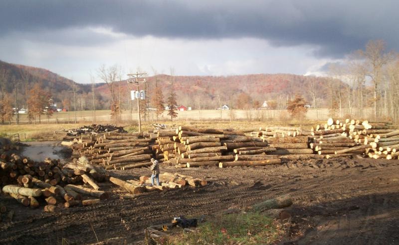 Stacked logs in the Fox Valley timber yard